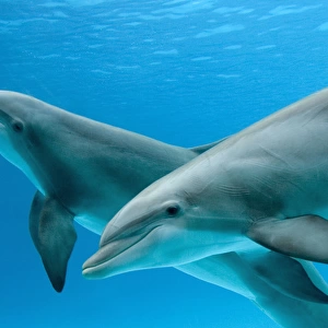 Bottlenose dolphins - two underwater