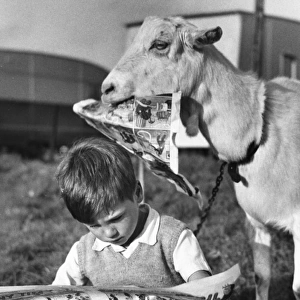 Boy and goat with comic magazine, Balham, SW London