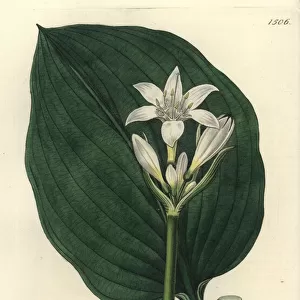 Brisbane lily, Proiphys cunninghamii
