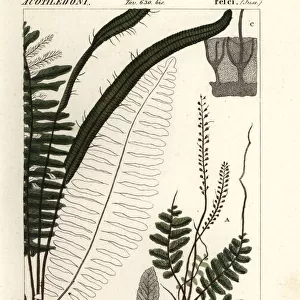 Bristle fern, Trichomanes botryoides