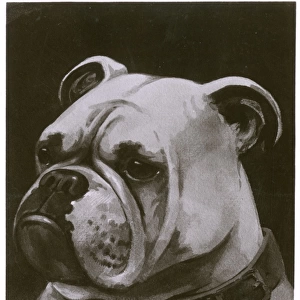 British Bulldog - One of the Fleet - The Flag Lieutenant"
