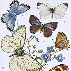 Butterfly Art Prints: Black Hairstreak