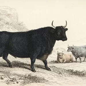 British Kyloe or Highland cattle, Bos (primigenius) taurus