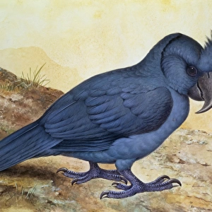 Broad-billed parrot