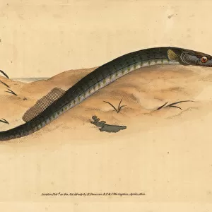Broadnosed pipefish, Syngnathus typhle