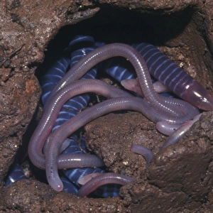 Brooding female caecilian with her young