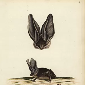 Vespertilionidae Collection: Big-eared Brown Bat