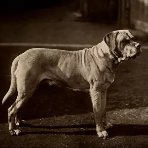 Bull Mastiff Dog