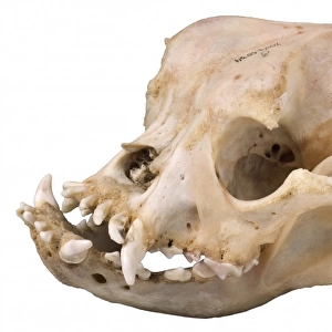 Bulldog cranium 2004