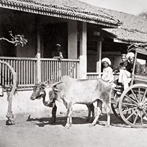 Bullock hackney or taxi, India, c. 1890