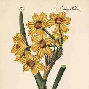 Bunch-flowered daffodil, Narcissus tazetta
