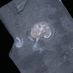 Burgessia bella, fossil arthropod