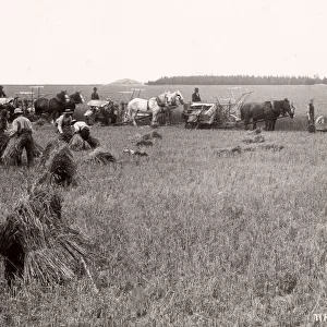 c. 1890s New Zealand - harvesting corn in a 500 acre field