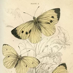 Cabbage White Butterflies