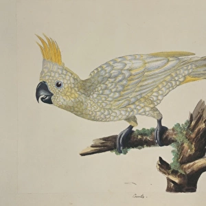 Cacatua sulphurea, yellow-crested cockatoo