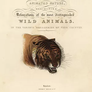 Calligraphic title page with vignette of tiger