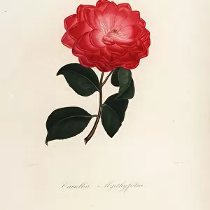Camellia myrthyfolia