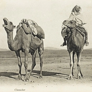 Camels sharing a private joke, Algeria