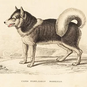 Canadian eskimo dog or qimmiq, Canis familiaris borealis