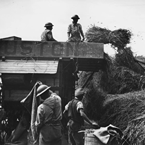 Canadian troops using Ruston threshing machine, WW1