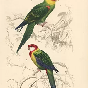 Carolina parakeet (extinct) and eastern rosella