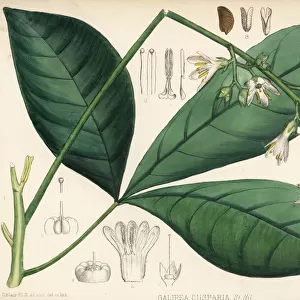 Carony bark or orayuri, Angostura trifoliata