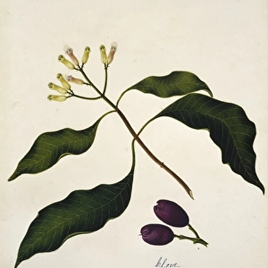 Caryophyllus aromaticus, clove