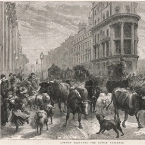 Cattle in London, 1877