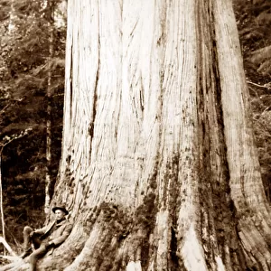 Cedar tree, Vancouver, Canada