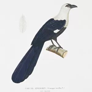 Cuckoos Collection: Black Coucal