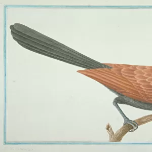 Centropus sinensis, greater coucal