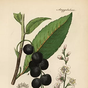 Cherry laurel, Prunus laurocerasus