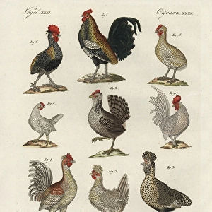 Chicken breeds, Gallus gallus domesticus