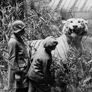 Children examining tiger, c. 1927. The Natural History Muse