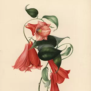 Chilean bellflower or copihue, Lapageria rosea