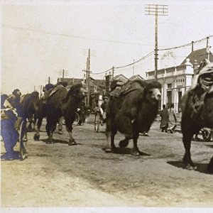 China - a caravan of Bactrian camels - Beijing
