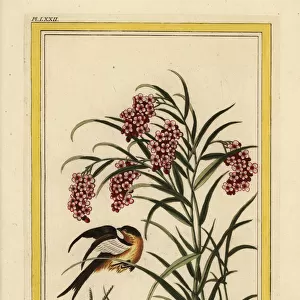 Chinese knotweed, Persicaria species