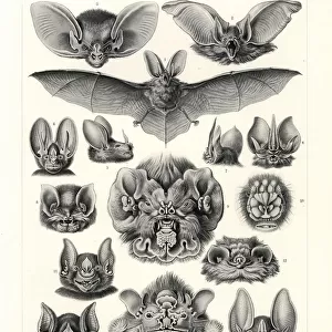 Chiroptera bat heads and faces