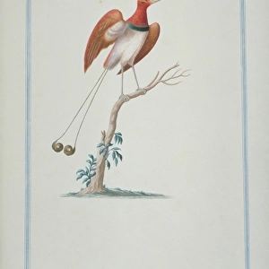 Cicinnurus regus, king bird-of-paradise
