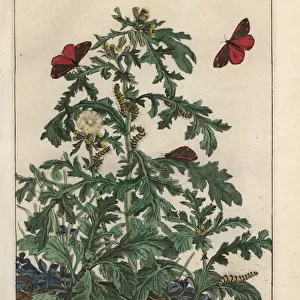 Butterfly Art Prints: Cinnabar Moth