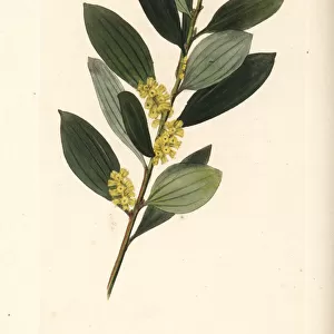 Coast wattle, Acacia sophorae