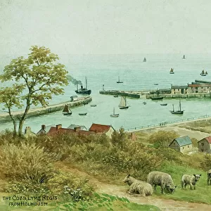 The Cobb, Lyme Regis, Dorset, viewed from Holmbush