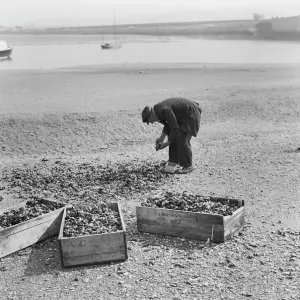 Cocklepicking, Norfolk