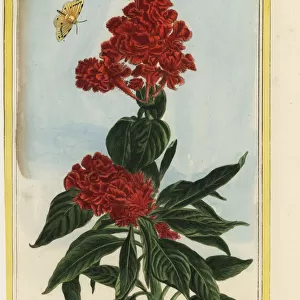 Cockscomb, Celosia cristata