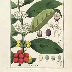Coffee plant, Coffea arabica, with flowers, beans and seeds