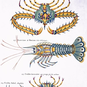Colourful illustration of four crabs and a lobster