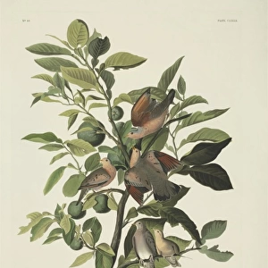 Doves Collection: Orange Fruit Dove