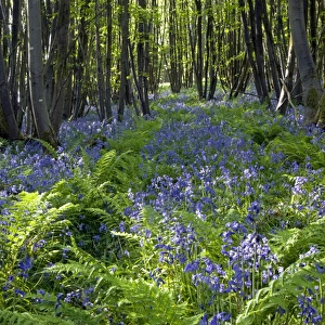 Common Bluebells flowering en mass - copse wood