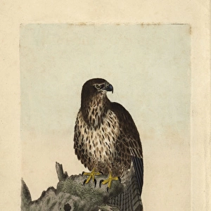 Common buzzard, Falco buteo, Buteo buteo