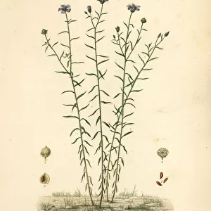 Common flax or linseed, Linum usitatissimum